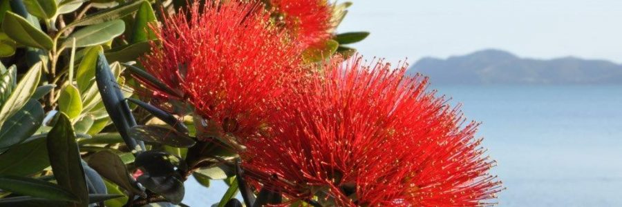 Pohutukawa